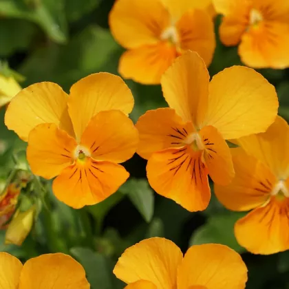 Violka Twix F1 Orange - Viola cornuta - semena - 20 ks