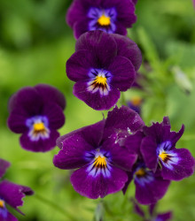 Violka Twix F1 Violet Flare - Viola cornuta - semena - 20 ks