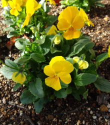 Violka Ice Babies F1 Golden Yellow - Viola cornuta - semena - 20 ks