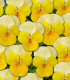 Violka Ice Babies F1 Golden Yellow - Viola cornuta - semena - 20 ks