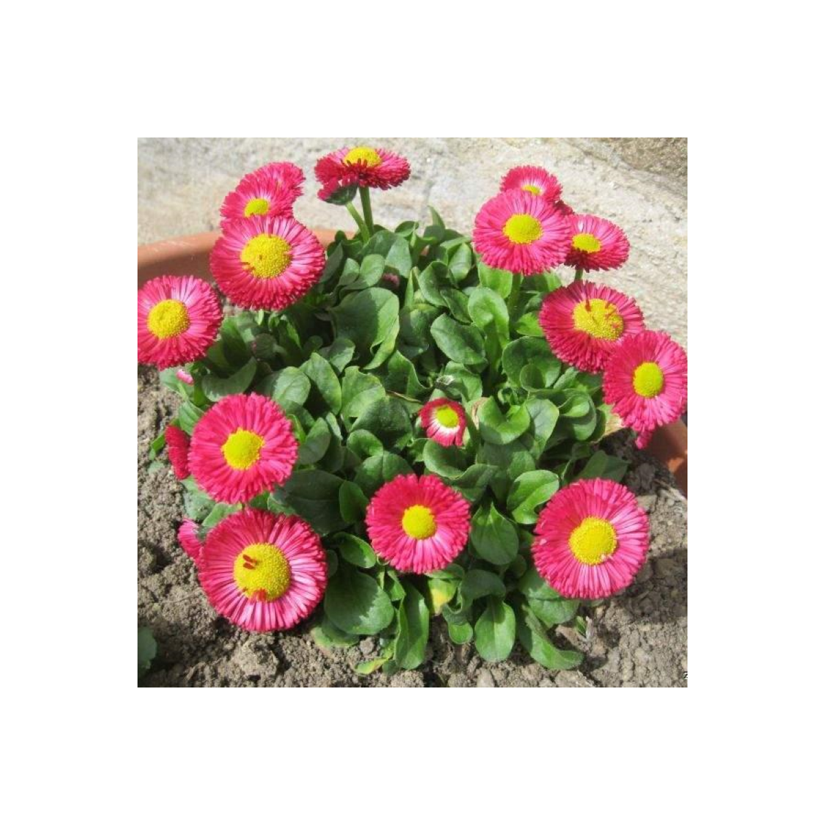 Sedmikráska Speedstar Plus Rose - Bellis perennis - semena - 40 ks