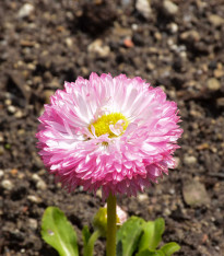 Sedmikráska chudobka Robella - Bellis perennis - semena - 40 ks