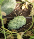 BIO Kiwano - Cucumis metuliferus - bio semena - 7 ks