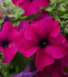 Petúnie Cascadini F1 Purple - Petunia x atkinsiana - semena - 15 ks