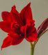 Hvězdník plnokvětý Amarantia - Hippeastrum - cibuloviny - 1 ks