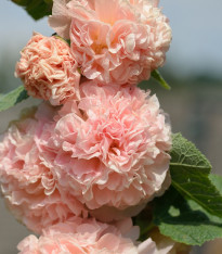 Topolovka oranžová Chaters - Alcea rosea - semena - 7 ks