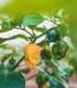 Chilli 7 Pot Bubblegum Yellow - Capsicum chinense - semena - 7 ks