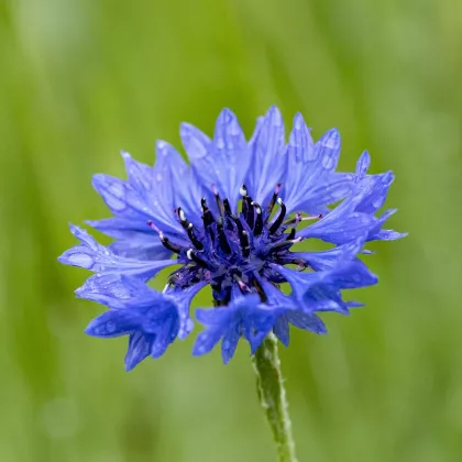 BIO Chrpa modrá - Centaurea cyanus - semena - 30 ks