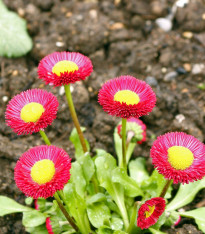 Sedmikráska Speedstar Plus Rose - Bellis perennis - semena - 40 ks