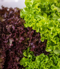 Semena listových salátů Trio - výsevný pásek - 5 m