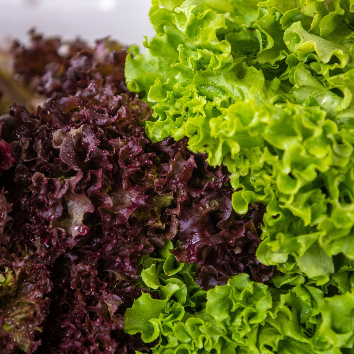 Semena listových salátů Trio - výsevný pásek - 5 m