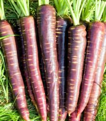 Semena mrkve Purple Sun F1 – výsevný pásek – snadné pěstování