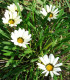 Gazánie Kiss White F1 - Gazania rigens - semena - 12 ks