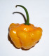 Chilli Mushroom žluté - Capsicum annuum - semena - 6 ks