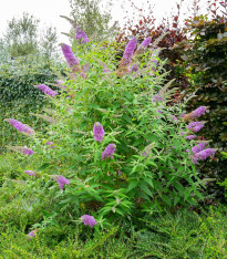 Komule Davidova směs - Buddleja davidi - semena - 20 ks