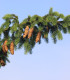 Smrk ztepilý - Picea abies - semena - 8 ks