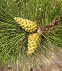 Semena borovice – Borovice černá – Pinus nigra
