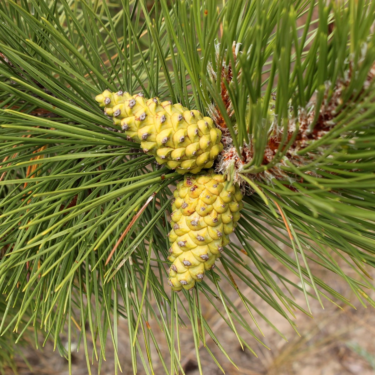 Borovice černá - Pinus nigra - semena - 4 ks