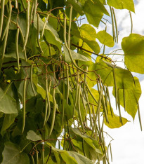 Katalpa severní - Catalpa speciosa - semena - 8 ks