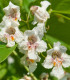 Katalpa severní - Catalpa speciosa - semena - 8 ks