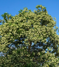 Pulai - Alstonia scholaris - semena - 8 ks