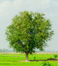 Tamarind indický - Tamarindus indica - semena - 5 ks