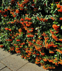 Hlohyně šarlatová - Pyracantha coccinea - semena - 5 ks