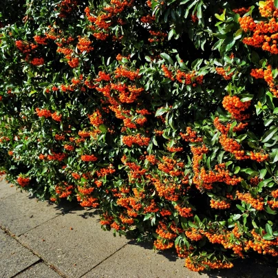 Hlohyně šarlatová - Pyracantha coccinea - semena - 5 ks