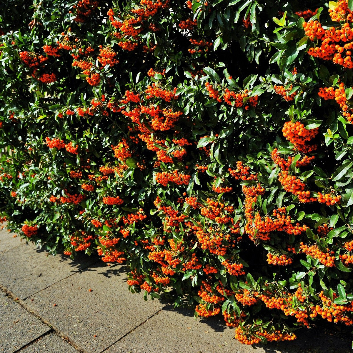 Hlohyně šarlatová - Pyracantha coccinea - semena - 5 ks