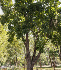 Dilenie indická - Dillenia indica - semena - 6 ks