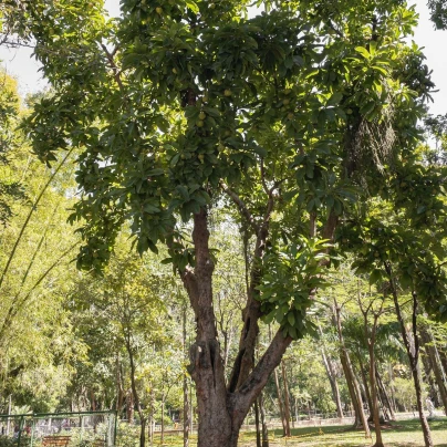 Dilenie indická - Dillenia indica - semena - 12 ks