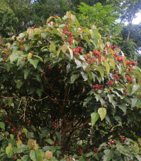 Oreláník barvířský - Bixa orellana - semena - 8 ks