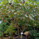 Rajčatový strom - Cyphomandra betacea - semena - 5 ks
