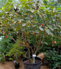 Rajčatový strom - Cyphomandra betacea - semena - 5 ks