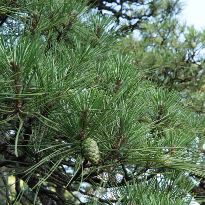 Semena borovice – Borovice japonská černá – Pinus thunbergii
