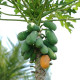 Semena papayi – Papaya melounová – Carica papaya