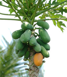Papaya melounová - Carica papaya - semena - 4 ks