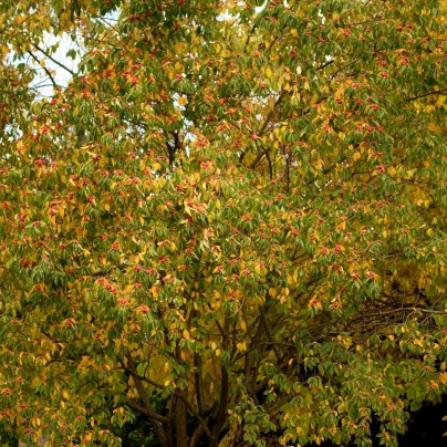 Kudranie - Maclura tricuspidata - semena - 5 ks