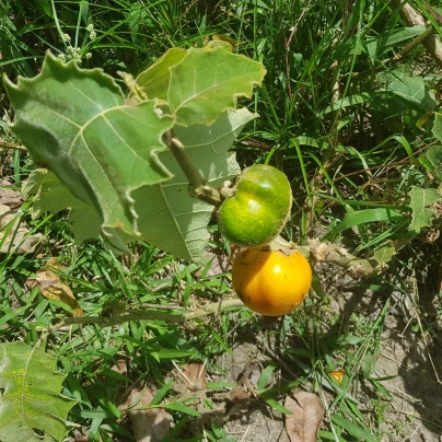 Solanum sessiliflorum - Solanum sessiliflorum - semena - 10 ks