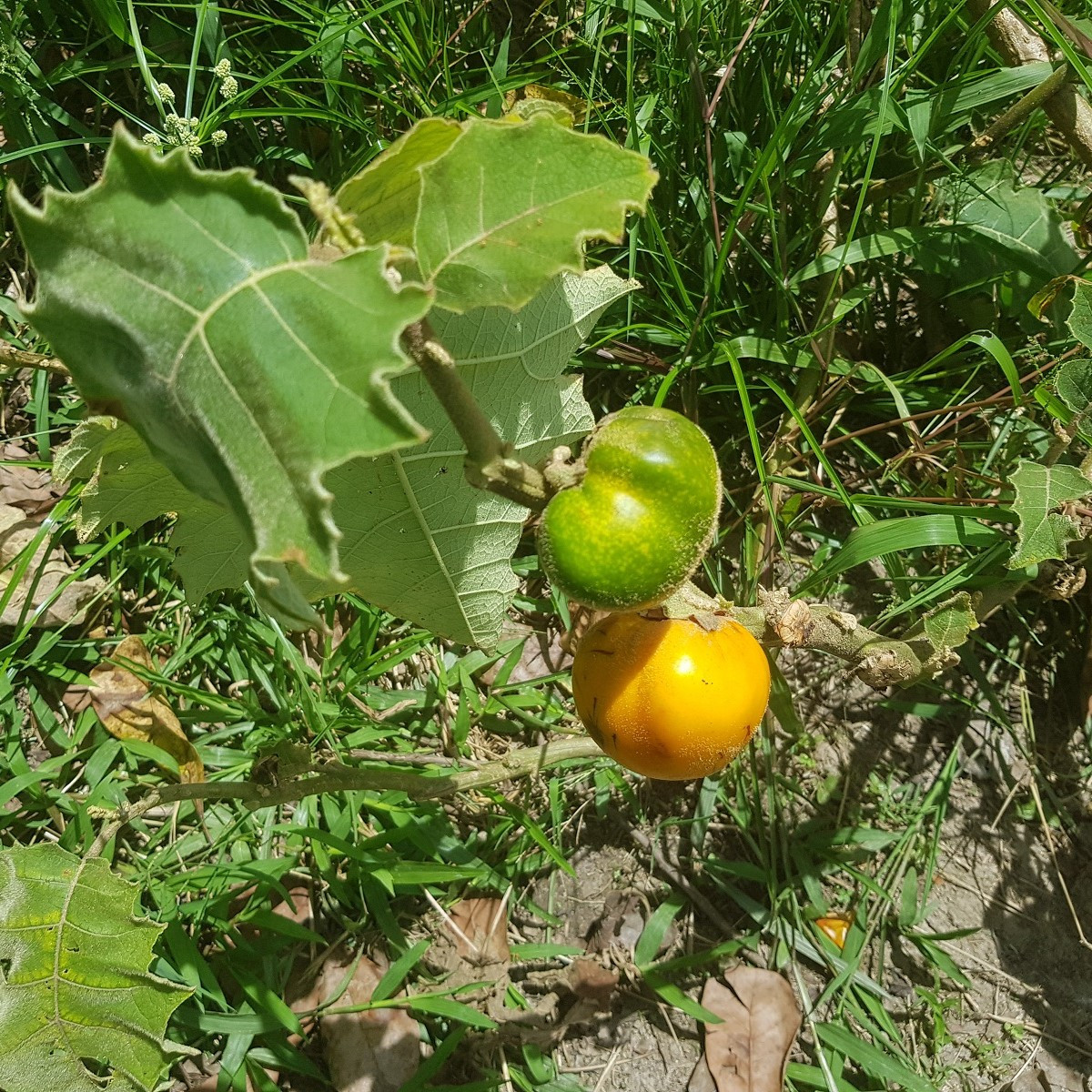 Solanum sessiliflorum - Solanum sessiliflorum - semena - 10 ks
