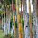 Semena bambusů – Král bambusů – Phyllostachys pubescens
