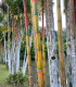 Semena bambusů – Král bambusů – Phyllostachys pubescens