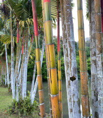 Král bambusů - Phyllostachys edulis - semena - 3 ks