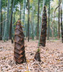 Král bambusů - Phyllostachys edulis - semena - 3 ks