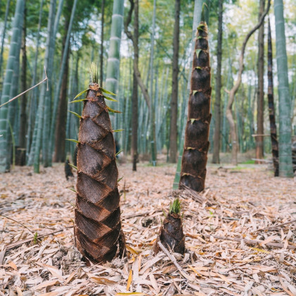 Semena bambusů – Král bambusů – Phyllostachys pubescens