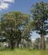 Australský baobab - Adansonia gregorii - semena - 3 ks