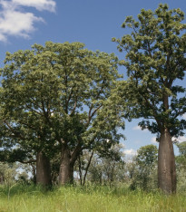 Australský baobab - Adansonia gregorii - semena - 3 ks