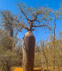 Baobab Fony - Adansonia fony - semena - 2 ks