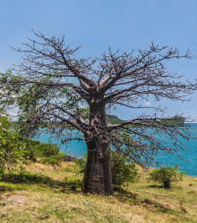Baobab suarézský - Lahvový strom - Adansonia suarezensis - semena - 2 ks