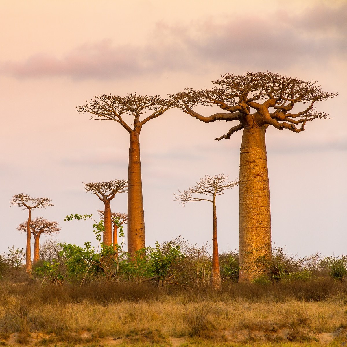 Baobab grandidieri - Adansonia grandidieri - semena - 2 ks